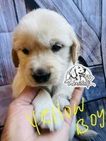 Yellow Boy, a female Golden Retriever for sale in Boiling Springs, SC – 3 of 8