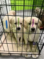 Green Girl, a female Golden Retriever for sale in Boiling Springs, SC – 3 of 9