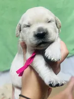 Dark Pink Girl , a female Golden Retriever for sale in Boiling Springs, SC – 4 of 7