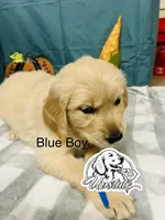 Blue Boy , a female Golden Retriever for sale in Boiling Springs, SC – 7 of 10