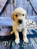 Teal/Mint Girl, a female Golden Retriever for sale in Boiling Springs, SC – 5 of 8