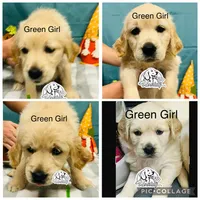 Green Girl, a female Golden Retriever for sale in Boiling Springs, SC – 7 of 9