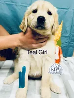 Teal/Mint Girl, a female Golden Retriever for sale in Boiling Springs, SC – 7 of 8