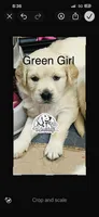Green Girl, a female Golden Retriever for sale in Boiling Springs, SC – 6 of 9