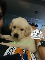 Green Girl, a female Golden Retriever for sale in Boiling Springs, SC – 9 of 9