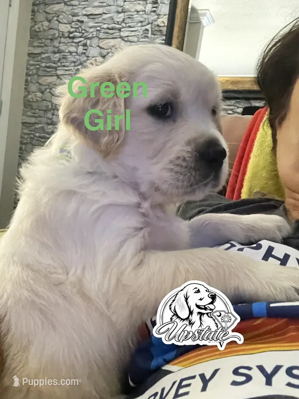 Green Girl – Golden Retriever puppy for sale in Boiling Springs, SC