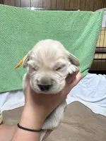 Yellow Boy, a female Golden Retriever for sale in Boiling Springs, SC – 7 of 8