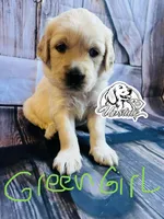 Green Girl, a female Golden Retriever for sale in Boiling Springs, SC – 5 of 9