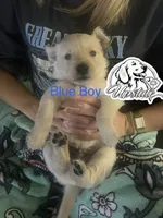 Blue Boy , a female Golden Retriever for sale in Boiling Springs, SC – 6 of 10