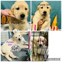 Purple Girl, a female Golden Retriever for sale in Boiling Springs, SC – 4 of 4