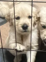 Yellow Boy, a female Golden Retriever for sale in Boiling Springs, SC – 4 of 8