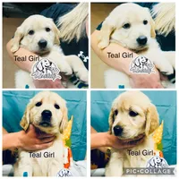 Teal/Mint Girl, a female Golden Retriever for sale in Boiling Springs, SC – 2 of 8