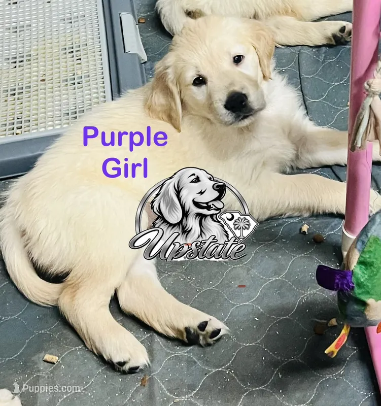 Purple Girl – Golden Retriever puppy for sale in Boiling Springs, SC