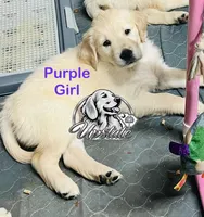 Purple Girl, a female Golden Retriever for sale in Boiling Springs, SC – 1 of 4
