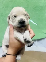 Teal/Mint Girl, a female Golden Retriever for sale in Boiling Springs, SC – 4 of 8