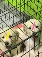 Dark Pink Girl , a female Golden Retriever for sale in Boiling Springs, SC – 3 of 7