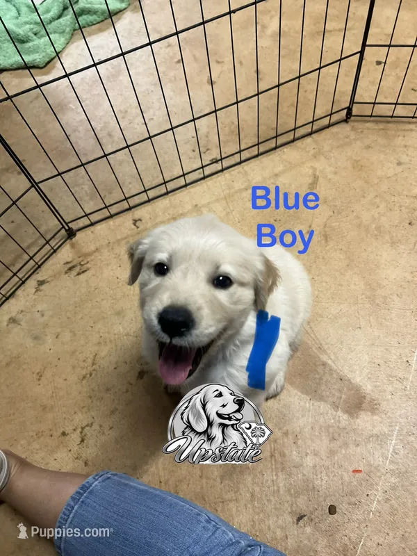 Blue Boy  – Golden Retriever puppy for sale in Boiling Springs, SC