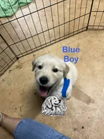 Blue Boy , a female Golden Retriever for sale in Boiling Springs, SC – 1 of 10