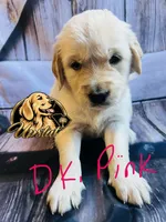 Dark Pink Girl , a female Golden Retriever for sale in Boiling Springs, SC – 2 of 7