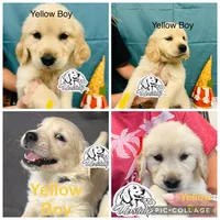 Yellow Boy, a female Golden Retriever for sale in Boiling Springs, SC – 2 of 8