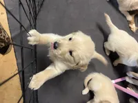 Yellow Boy, a female Golden Retriever for sale in Boiling Springs, SC – 8 of 8