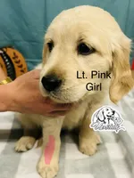 Light Pink Girl , a female Golden Retriever for sale in Boiling Springs, SC – 3 of 9