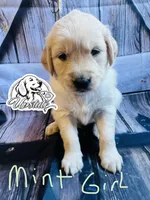 Teal/Mint Girl, a female Golden Retriever for sale in Boiling Springs, SC – 3 of 8