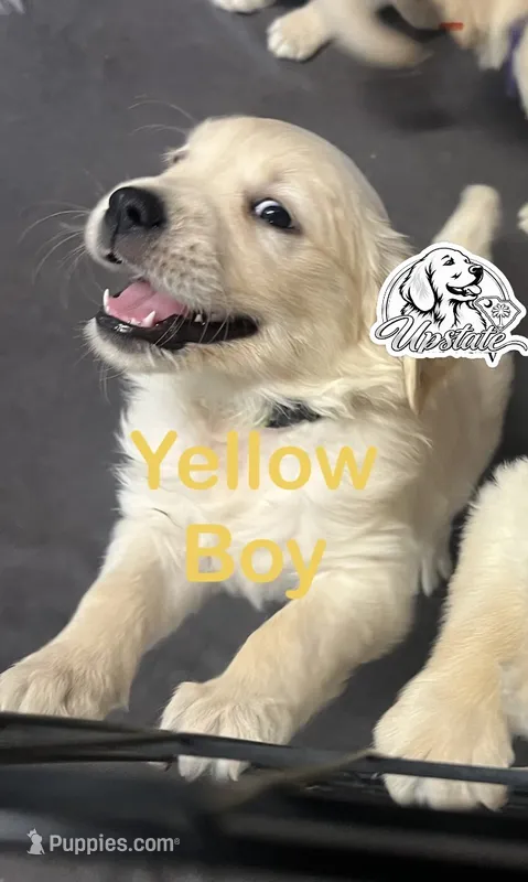 Yellow Boy – Golden Retriever puppy for sale in Boiling Springs, SC