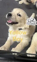 Yellow Boy, a female Golden Retriever for sale in Boiling Springs, SC – 1 of 8