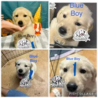 Blue Boy , a female Golden Retriever for sale in Boiling Springs, SC – 2 of 10