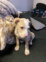 Anna, a female American Pit Bull Terrier for sale in Richmond, VA – Photo 2 of 4