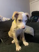 Anna, a female American Pit Bull Terrier for sale in Richmond, VA – Photo 4 of 4