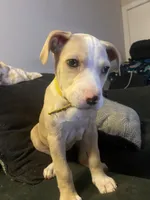 Anna, a female American Pit Bull Terrier for sale in Richmond, VA – Photo 3 of 4