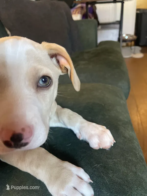 Anna – American Pit Bull Terrier puppy for sale in Richmond, VA