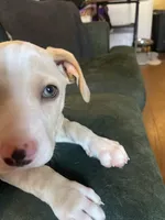 Anna, a female American Pit Bull Terrier for sale in Richmond, VA – Photo 1 of 4