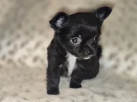 Freddy, a male Chihuahua for sale in Plainfield, IN – 6 of 6