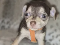 Rusty, a male Chihuahua for sale in Plainfield, IN – 4 of 4