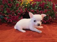 Frost, a male Chihuahua and Pomchi for sale in Plainfield, IN – 10 of 10