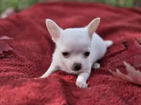 Frost, a male Chihuahua and Pomchi for sale in Plainfield, IN – 2 of 10
