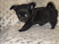 Freddy, a male Chihuahua for sale in Plainfield, IN – 5 of 6