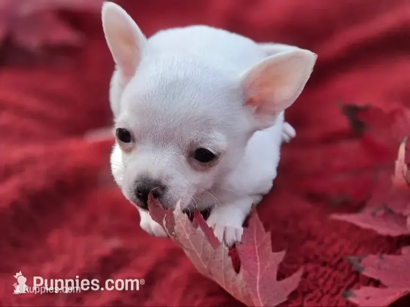Frost – Chihuahua, Pomchi puppy for sale in Plainfield, IN