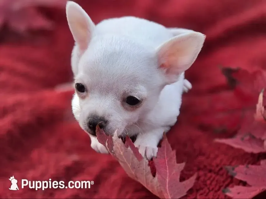 Frost, a male Chihuahua and Pomchi for sale in Plainfield, IN – 1 of 10