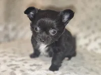 Freddy, a male Chihuahua for sale in Plainfield, IN – 2 of 6