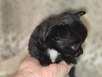 Freddy, a male Chihuahua for sale in Plainfield, IN – 3 of 6