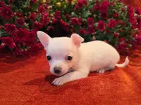 Frost, a male Chihuahua and Pomchi for sale in Plainfield, IN – 9 of 10