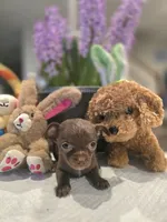 Coffee, a female Chihuahua for sale in Plainfield, IN – Photo 3 of 6