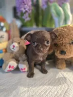 Coffee, a female Chihuahua for sale in Plainfield, IN – Photo 4 of 6