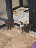 Coffee, a female Chihuahua for sale in Plainfield, IN – Photo 6 of 6