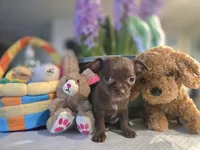 Coffee, a female Chihuahua for sale in Plainfield, IN – Photo 5 of 6