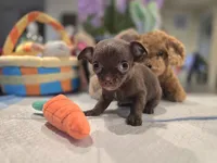 Coffee, a female Chihuahua for sale in Plainfield, IN – Photo 2 of 6